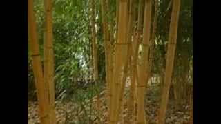 Phyllostachys vivax Aureocaulis [upl. by Hayifas262]