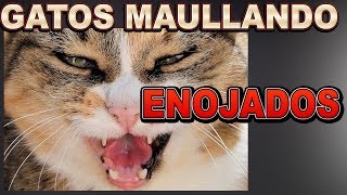 Sonidos de gatos muy enojados😡🐈Gato Maullando enojado [upl. by Dogs]