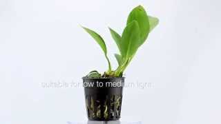 Anubias congensis  tie it to wood or rocks in your planted aquarium [upl. by Lindie]