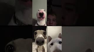 FaceTime with dogs [upl. by Pernas]