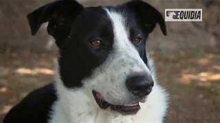 Parler avec les animaux  Docummentaire français  Communication animale [upl. by Ahsieka230]