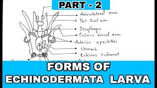 Part 2  Ophiopluteus Echinopluteus Doliolaria larva  Forms of echinodermata larva [upl. by Zetnwahs]