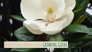 Magnolia grandiflora Growing Guide Southern magnolia by GardenersHQ [upl. by Okin490]