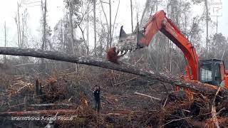 Sadness As An Orangutan Tries To Fight The Digger Destroying Its Habitat [upl. by Yerocaj]