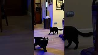 😹 Funny Cat Videos  Cat Playing with Toys Video 🎾 Cute Cat Video 🐾 cat cats catshorts shorts [upl. by Brigette]