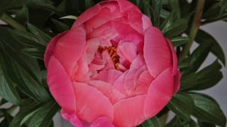 Peony Timelapse [upl. by Sixele]