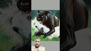 Black panther attack on a baby foal blackpanther horse animals lion babyanimals [upl. by Tnilc]