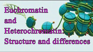 Euchromatin and Heterochromatin Structure and Differences I Chromatin I Constitutive I Facultative [upl. by Atirak147]