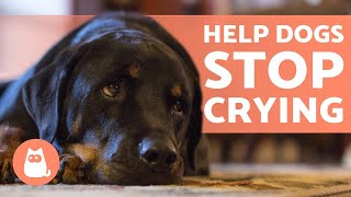 How to STOP My DOG From CRYING 🐶💦 Causes and Solutions [upl. by Michaelina]