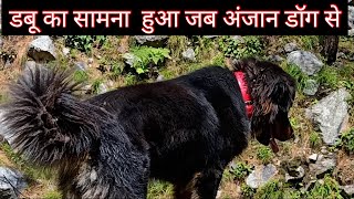 When Bhotia Dog Dabu ll meet stranger dogll Bharat k Dogsll [upl. by Neerihs930]