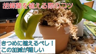 胡蝶蘭を植えるときのコツ（初心者の方用） [upl. by Airotnes]