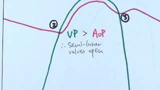 AS Biology  Cardiac cycle OCR A Chapter 85 [upl. by Christi]