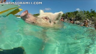 SWIMMING WITH PIGS IN THE BAHAMAS [upl. by Clifford]