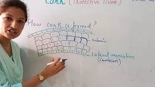 TISSUES  CORK  PROTECTIVE TISSUE  CLASS IX [upl. by Ima]