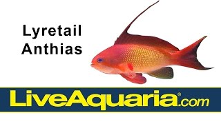 Lyretail Anthias Pseudanthias squamipinnis  LiveAquariacom [upl. by Ellierim294]