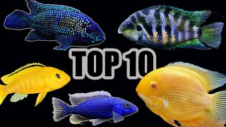 Top 10 Cichlids for Beginners [upl. by Pallaton]