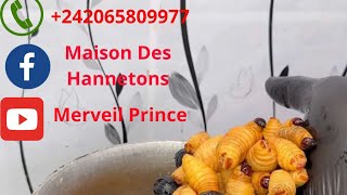 Bilan sur lélevage des hannetons [upl. by Glover]