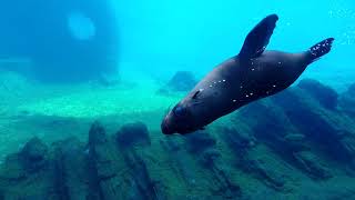 Największe oceanarium w Polsce  Afrykarium Akwarium ZOO Wrocław [upl. by Rednijar]