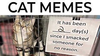 Cat Memes [upl. by Ecnerrat]