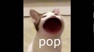 Pop cat sound effect Very Short [upl. by Ketty]