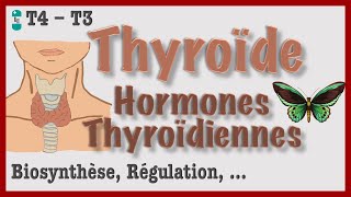 Thyroïde et Hormones Thyroïdiennes  Métabolisme Régulation Hyperthyroïdie et Hypothyroïdie [upl. by Anaud635]