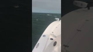 Sportsman 247 Masters handling very rough seas [upl. by Kcirrad]