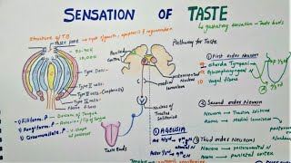 Sensation Of Taste  Taste Pathway  Physiology [upl. by Ardnuasac]