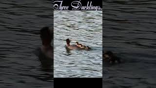 Merganser Ducklings [upl. by Walczak27]