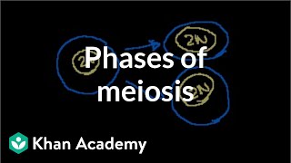 Phases of Meiosis [upl. by Eckardt]