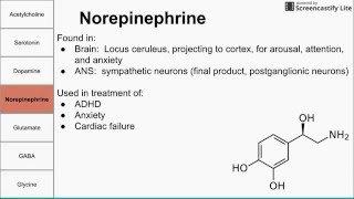 Neurotransmitters of the human body [upl. by Enerahs]