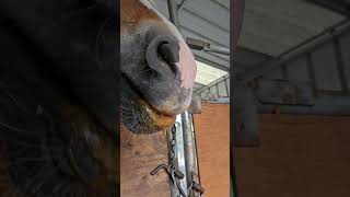 horse eating a juicy carrot slobber everywhere funnyhorse sloppyeating [upl. by Iam]