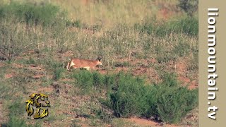 🐾 Caracal on the Hunt in the Kalahari  African Lesser Cats 🦌 [upl. by Krysta]