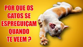 Por Que Os Gatos Se Alongam Quando Te Veem [upl. by Peednus]