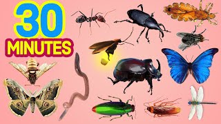 30 minutes Learn Insects For All [upl. by Nahtannhoj639]