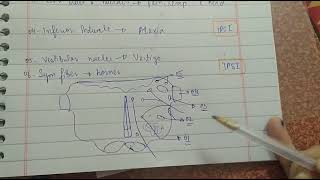 WEBER SYNDROME  Lateral medullary syndrome  made easy  from the cross section  neuroanatomy [upl. by Jessa]