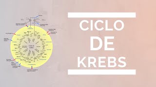 Ciclo de Krebs sencillo [upl. by Evelina452]