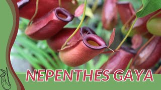 Quick Guide to NEPENTHES GAYA quotPitcher Plantquot [upl. by Tseng]