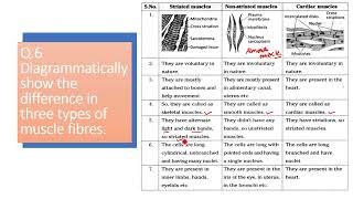 Diagrammatically show the difference in three types of muscle fibres [upl. by Yahsram]