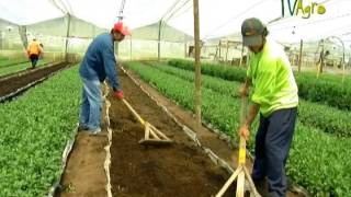 Cultivo de Crisantemo  Juan Gonzalo Angel  TvAgro Chrysanthemum [upl. by Hughett]