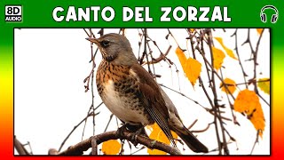 CANTO DEL ZORZAL 🐦 [upl. by Ynnal942]