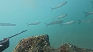 zıpkıncı fishing zıpkınlabalıkavı deniz sualtiavi zipkinavi balık spearfishing seabass aşk [upl. by Aeslehs]