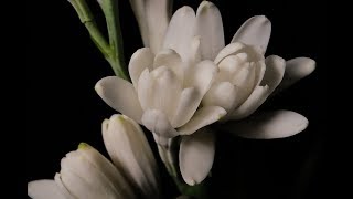 Tuberose The Worlds Favorite Perfume Note [upl. by Veradis442]