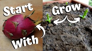 Growing Dragon Fruit From Seed [upl. by Anohr]