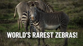 The Worlds Rarest Zebras Incredible Facts About Grevys Zebras [upl. by Narad849]