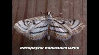 Part 6 Common Aquatic Crambid and Pyraustine Moths Family Crambidae [upl. by Avan87]