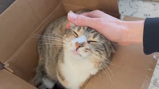 Cute Cat Purring in a Cardboard Box  Instant Relief from Stress and Anxiety  Her Face at the End [upl. by Noirod374]