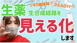 【サクサク解ける】生薬 生合成経路を徹底解説します！ [upl. by Rawde]