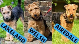 Airedale vs Welsh vs Lakeland Terrier Difference [upl. by Jaan]