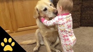 Cute Dogs And Adorable Babies Compilation [upl. by Irol977]