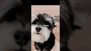 Mini Schnauzers Gone Wild Unbelievable Facts shorts viral [upl. by Ahsineb]